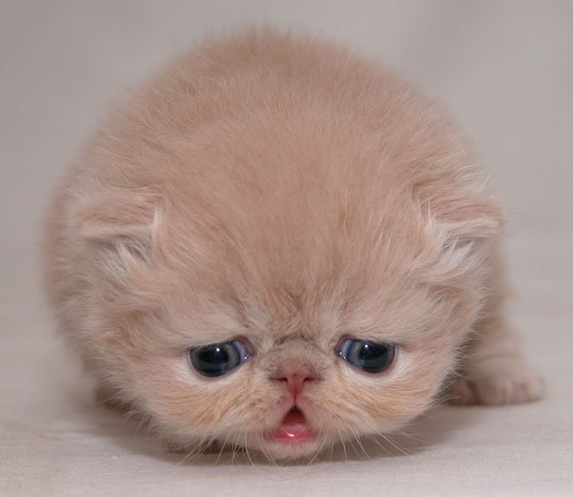 猫2.jpg