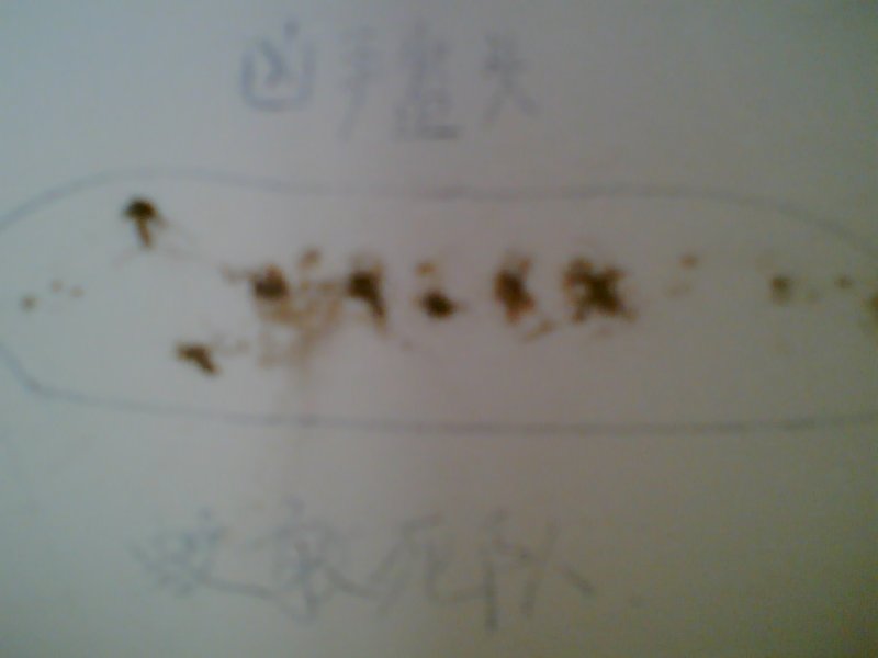 Image(187).jpg